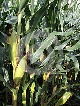 Maize crop in a field in September photo