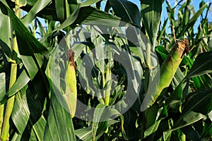 Maize crop in growth