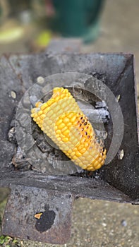Maize famer eating in garden