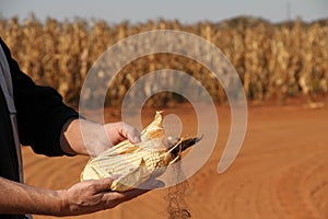 Maize farming in the Northwest of South Africa