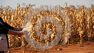 Maize farming in the Northwest of South Africa