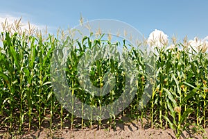 Maize field photo