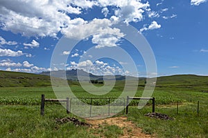 Maize field behind closed farm gate