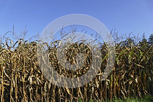 Maize field with corn, corncobs shortly before and during harvesting