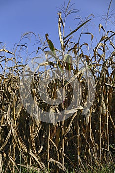 Maize field with corn, corncobs shortly before and during harvesting