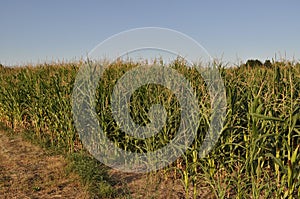 Maize field during dry season