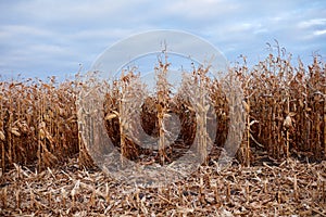 Maize field during the fall harvest