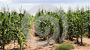 Maize Field Farms in the North West