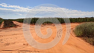 Maize Field Farms in the North West