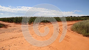 Maize Field Farms in the North West