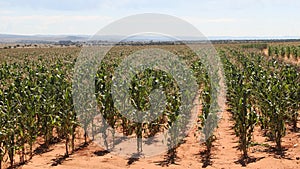 Maize Field Farms in the North West