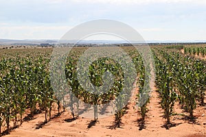 Maize Field Farms in the North West