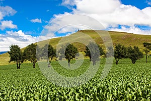 Maize Field Green Trees Mountains