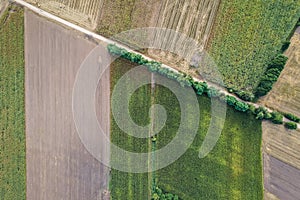 Maize field in Mazowsze region, Poland