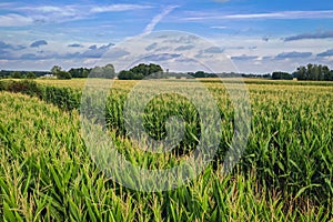 Maize field in Mazowsze region, Poland