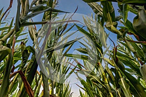 Maize field in Mazowsze region, Poland