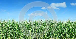 Maize field panorama against blue sky