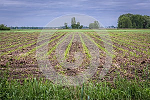 Maize field in Poland