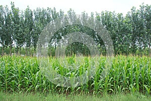 Maize field and poplars photo