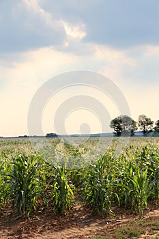 Maize field in spring time, Parys area, Northwest, South Africa.