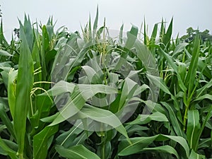 Maize flower tassel sway in the late summer breeze. Green corn field
