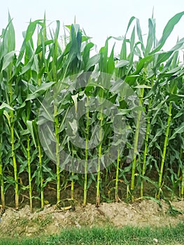 Maize flower tassel sway in the late summer breeze. Green corn field