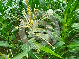 Maize flower tassel sway in the late summer breeze. Green corn field