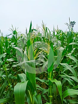 Maize flower tassel sway in the late summer breeze. Green corn field