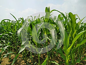 Maize green leaf of a plant or flower. Pure nature close up. Nepal