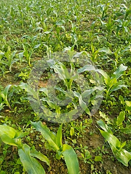 Maize green leaf of a plant or flower with water drops from the rain. Pure nature close up.