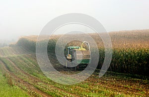 Maize harvest photo