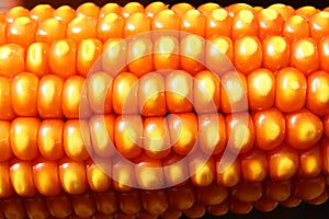 Maize kernel pattern on Dry Corn Ear