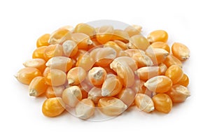 Maize kernels photo