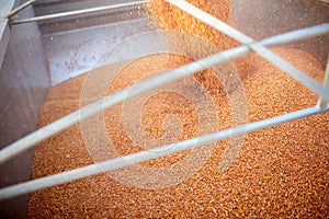 Maize kernels pouring into a trailer or truck