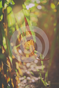 Maize leaf - corn field