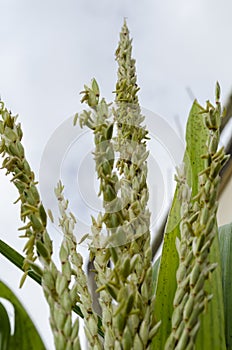 Maize Male Blossoms