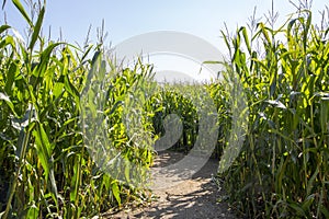 Maize Maze