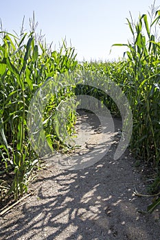 Maize Maze