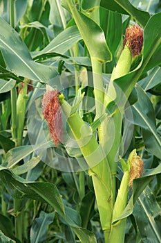 Maize plant photo