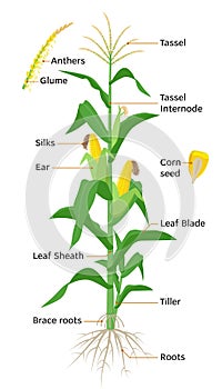 Maize plant diagram, infographic elements with the parts of corn plant, anthers, tassel, corn ears, cobs, roots, stalks