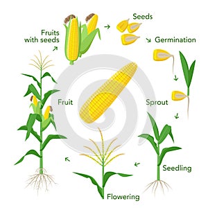 Maize plant growth infographic elements from seeds to fruits, mature corn ears. Seedling, germination, planting