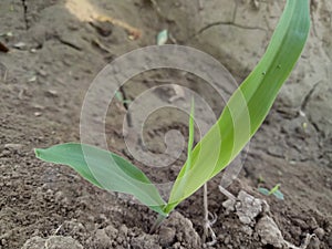Maize plant Growth Stage & x28;Seedling To Emergance stage& x29;