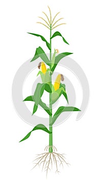 Maize plant isolated on white background with yellow corncobs, green leaves and roots vector illustration in flat design photo