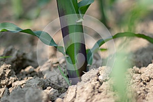 The maize plant possesses a simple stem of nodes and internodes