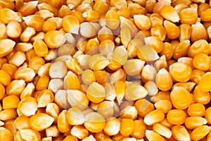 Maize Popcorn