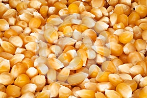 Maize Popcorn