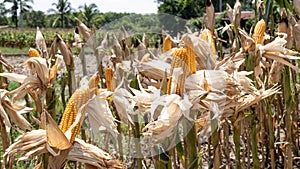 Maize is popularly grown in Thailand in the eastern and central regions.