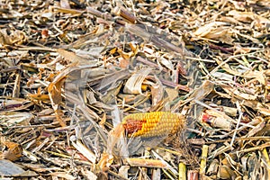 Maize residues left on the field after harvesting