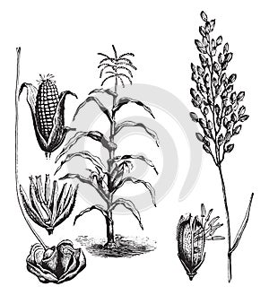 Maize, rice, vintage engraving photo