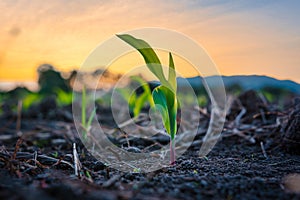 Maize seedling in the agricultural garden